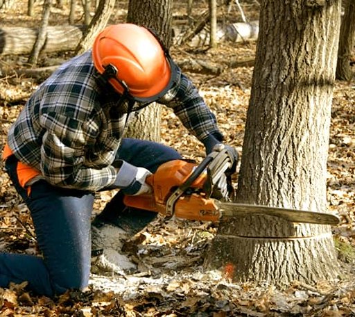 Tree Removal in State Line, MS